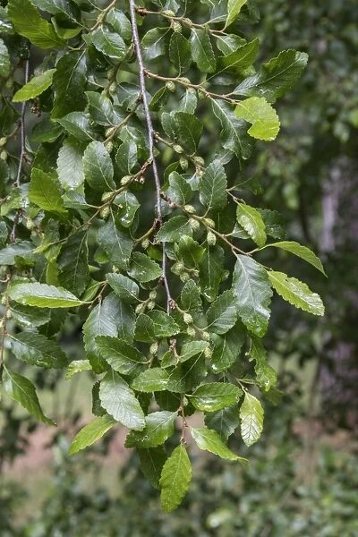 Roble Beech leaf and young fruits. Nothofagus obliqua