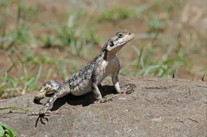 Framed Print : Rock Agama (Agama agama) adult female, standing on rock, with foot raised to keep cool, Masai Mara, Kenya Framed Print : Rock Agama (Agama agama) adult female, standing on rock, with foot raised to keep cool, Masai Mara, Kenya