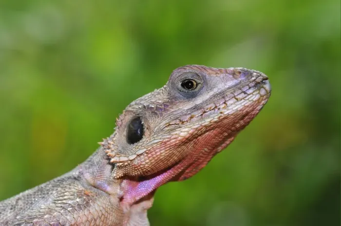 Framed Print : Rock Agama (Agama agama) adult male, close-up of head, Masai Mara, Kenya Framed Print : Rock Agama (Agama agama) adult male, close-up of head, Masai Mara, Kenya