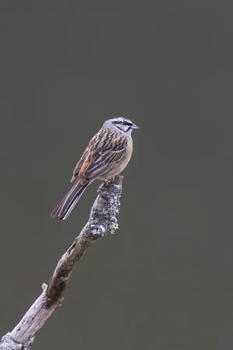 Framed Print : Rock Bunting male at Monfrague, Extremadura Spain Framed Print : Rock Bunting male at Monfrague, Extremadura Spain