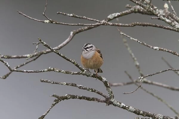 Rock Bunting male at Monfrague, Extremadura Spain