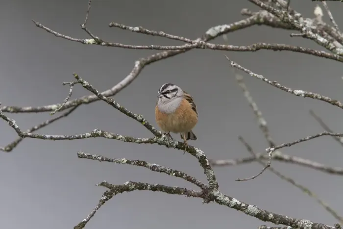 Framed Print : Rock Bunting male at Monfrague, Extremadura Spain Framed Print : Rock Bunting male at Monfrague, Extremadura Spain