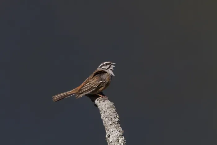 Framed Print : Rock Bunting, Singing Taken at Monfrague Park Spain Framed Print : Rock Bunting, Singing Taken at Monfrague Park Spain
