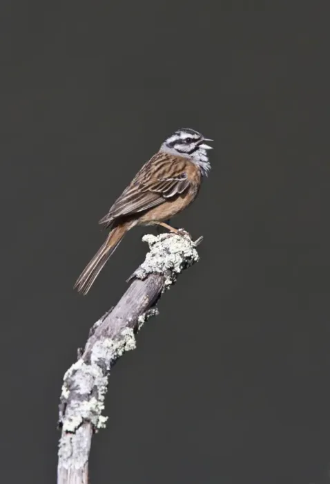 Framed Print : Rock Bunting, Singing Taken at Monfrague Park Spain Framed Print : Rock Bunting, Singing Taken at Monfrague Park Spain