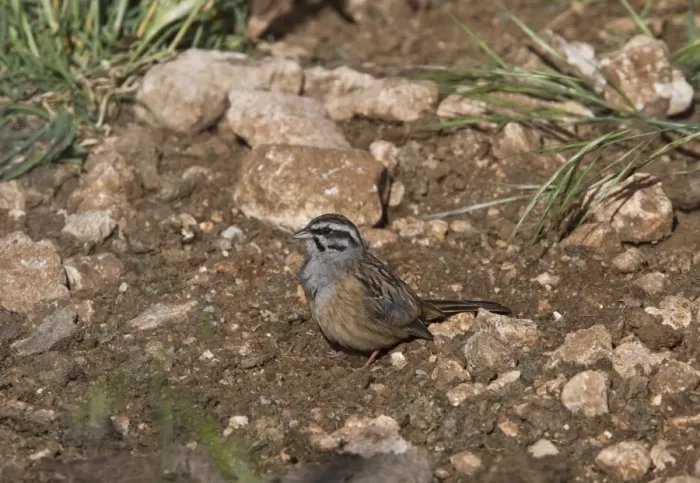Framed Print : Rock Bunting, Taken at Monfrague Park Spain Framed Print : Rock Bunting, Taken at Monfrague Park Spain