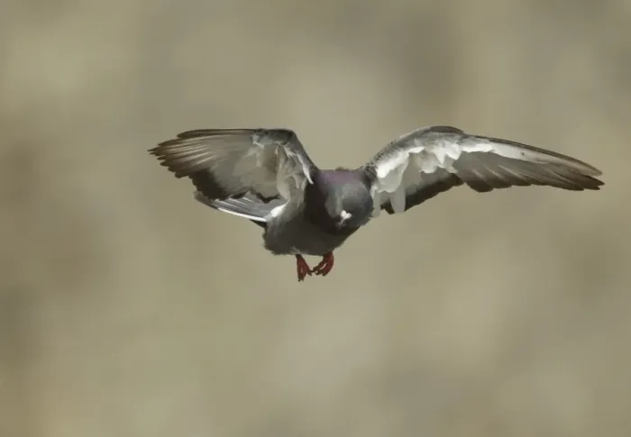 Framed Print : Rock Dove (Columba livia) adult, in flight, Bempton Cliffs RSPB Reserve, East Yorkshire, England, july