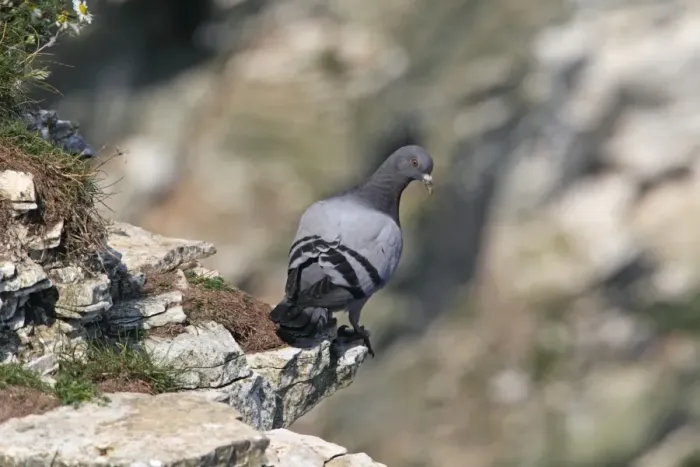 Framed Print : Rock Dove (Columba livia) adult, perched on cliff ledge, Bempton Cliffs RSPB Reserve, East Yorkshire, England, july Framed Print : Rock Dove (Columba livia) adult, perched on cliff ledge, Bempton Cliffs RSPB Reserve, East Yorkshire, England, july
