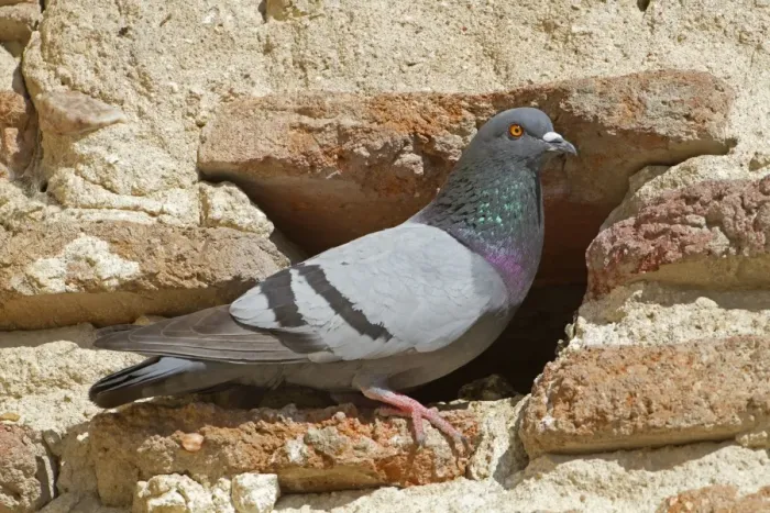Framed Print : Rock Dove (Columba livia) adult, standing at nestsite entrance in building, Northern Spain, july