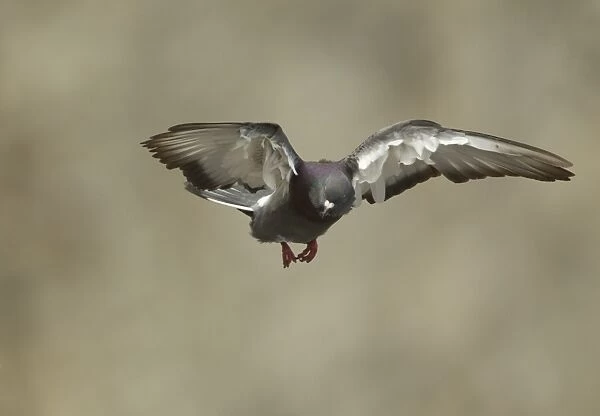Rock Dove (Columba livia) adult, in flight, Bempton Cliffs RSPB Reserve, East Yorkshire, England, july