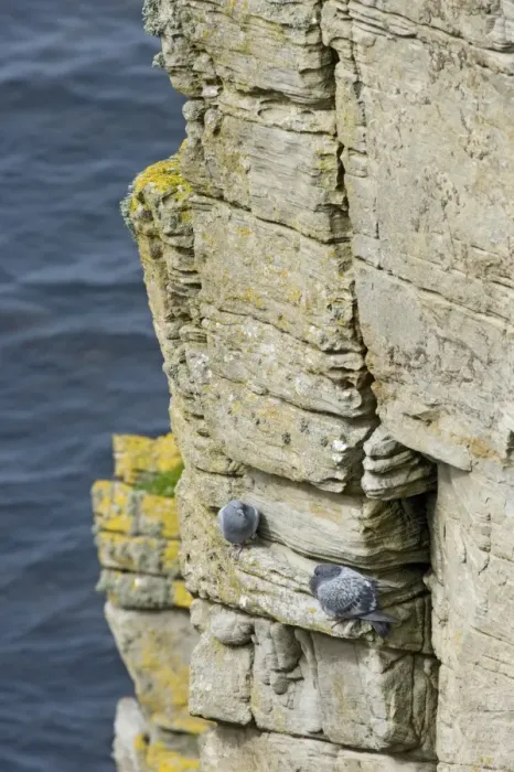 Framed Print : Rock Dove (Columba livia) adult pair, perched on cliff ledge, Marwick Head RSPB Reserve, Mainland, Orkney, Scotland, june Framed Print : Rock Dove (Columba livia) adult pair, perched on cliff ledge, Marwick Head RSPB Reserve, Mainland, Orkney, Scotland, june