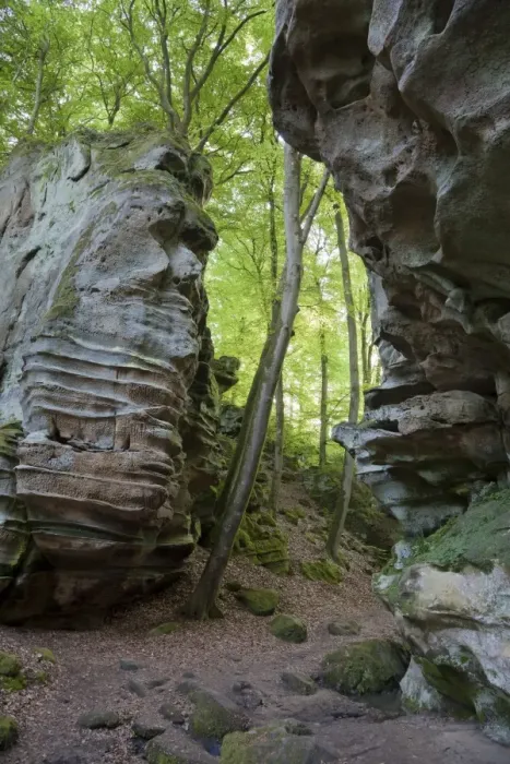 Framed Print : Rock formations in deciduous forest habitat, German Luxembourgian Nature Park, Rhineland-Palatinate, Germany, may Framed Print : Rock formations in deciduous forest habitat, German Luxembourgian Nature Park, Rhineland-Palatinate, Germany, may