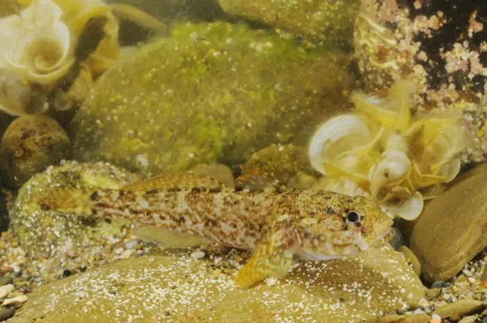 Framed Print : Rock Goby (Gobius paganellus) adult, resting on rock, Italy, august