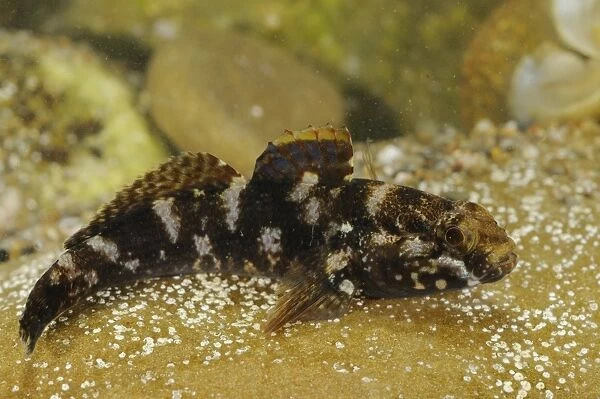 Rock Goby (Gobius paganellus) adult, resting on rock, Italy, august