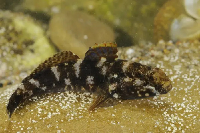 Framed Print : Rock Goby (Gobius paganellus) adult, resting on rock, Italy, august