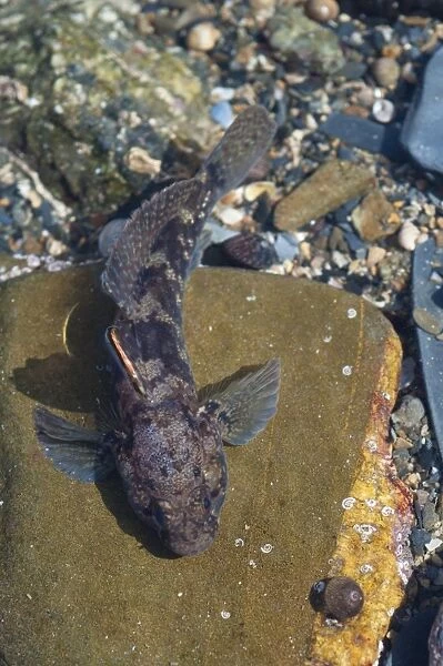 Rock Goby (Gobius paganellus) adult, in rockpool, Falmouth, Cornwall, England, February