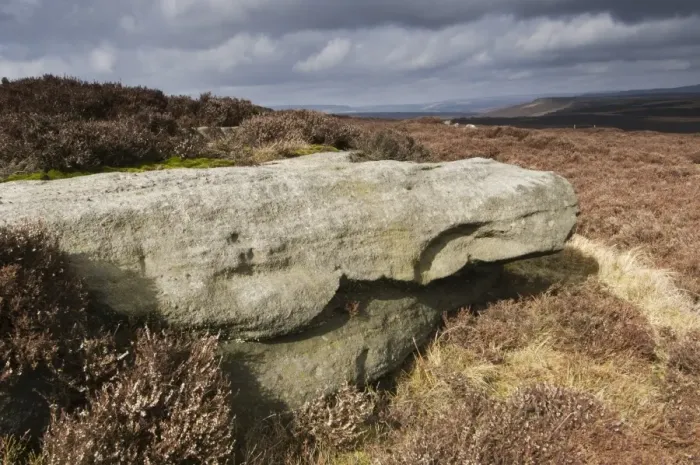Framed Print : Rock in heather moorland habitat, Stanage Edge, Peak District, Derbyshire, England, march Framed Print : Rock in heather moorland habitat, Stanage Edge, Peak District, Derbyshire, England, march