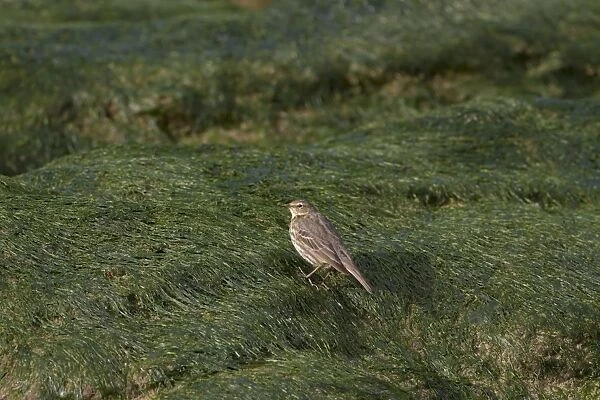 Rock Pipit (Anthus petrosus) adult, foraging amongst seaweed on beach, Belfast Lough, County Antrim, Northern Ireland