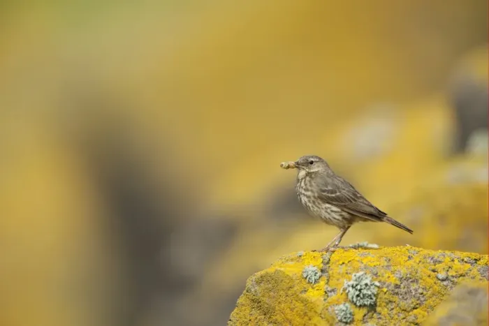 Framed Print : Rock Pipit (Anthus petrosus) adult, with insects in beak, perched on rock near nestsite, Isle of May, Firth of Forth, Scotland, july Framed Print : Rock Pipit (Anthus petrosus) adult, with insects in beak, perched on rock near nestsite, Isle of May, Firth of Forth, Scotland, july