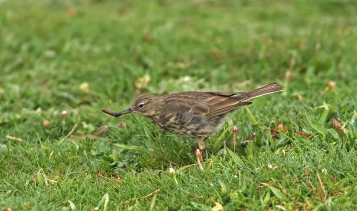 Framed Print : Rock Pipit (Anthus petrosus) adult, feeding, with insect larva in beak, foraging on grass, England, april Framed Print : Rock Pipit (Anthus petrosus) adult, feeding, with insect larva in beak, foraging on grass, England, april