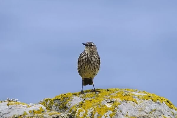 Rock Pipit (Anthus petrosus) adult, standing on lichen covered rocks, South Stack Cliffs RSPB Reserve, Anglesey, Wales
