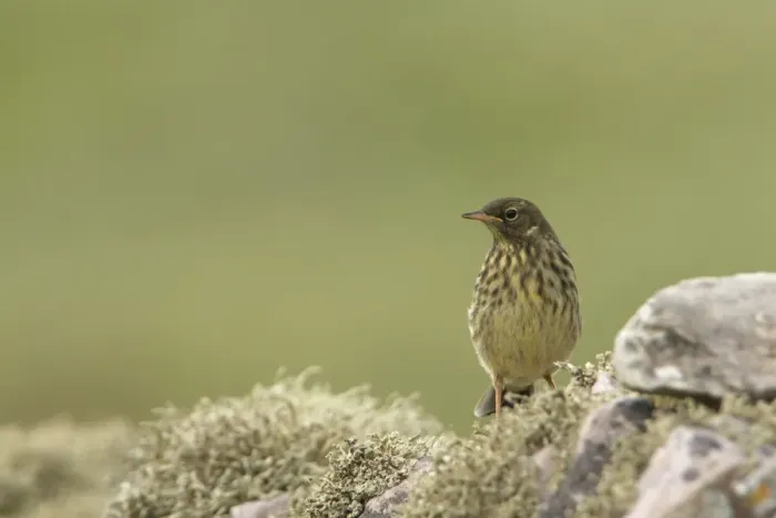 Framed Print : Rock Pipit (Anthus petrosus) juvenile, perched on lichen covered rocks, Durness, Sutherland, Highlands, Scotland, july Framed Print : Rock Pipit (Anthus petrosus) juvenile, perched on lichen covered rocks, Durness, Sutherland, Highlands, Scotland, july