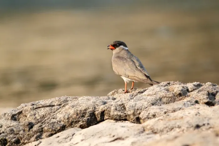 Framed Print : Rock Pratincole (Glareola nuchalis) adult male, standing on rocks, Zambesi River, Zambia Framed Print : Rock Pratincole (Glareola nuchalis) adult male, standing on rocks, Zambesi River, Zambia