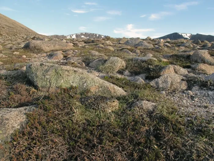Framed Print : Rock Ptarmigan (Lagopus muta) adult female, sitting on nest, on montane ridge with boulder field and Crowberry Framed Print : Rock Ptarmigan (Lagopus muta) adult female, sitting on nest, on montane ridge with boulder field and Crowberry