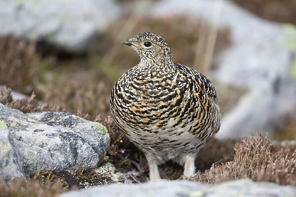 Rock Ptarmigan (Lagopus muta) adult female, summer plumage, standing amongst rocks, Niederhorn, Swiss Alps