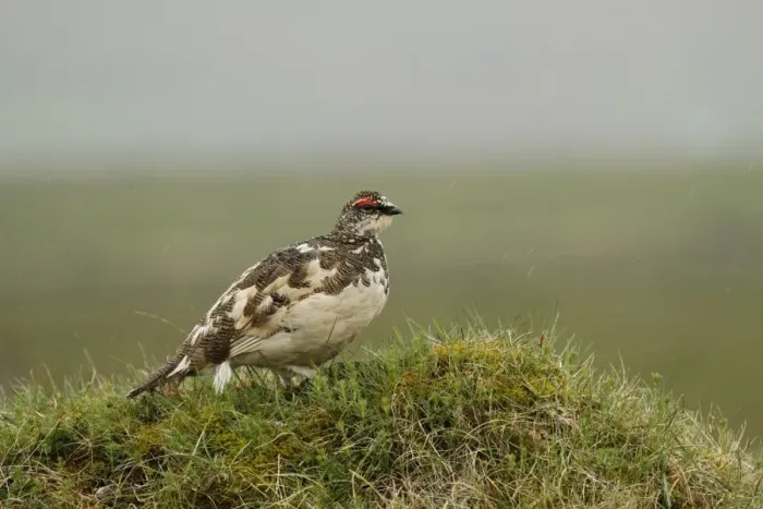 Framed Print : Rock Ptarmigan (Lagopus muta) adult male, breeding plumage, standing in rain shower, Central Iceland, June Framed Print : Rock Ptarmigan (Lagopus muta) adult male, breeding plumage, standing in rain shower, Central Iceland, June
