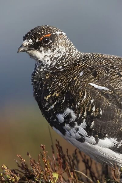 Rock Ptarmigan (Lagopus muta) adult male, breeding plumage, close-up of head and breast, Niederhorn, Swiss Alps