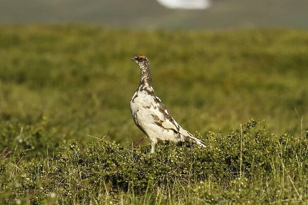 Rock Ptarmigan (Lagopus muta) adult male, transitional plumage, keeping watch from Dwarf Birch (Betula nana)