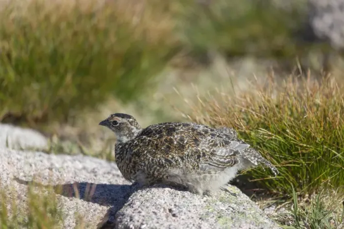 Framed Print : Rock Ptarmigan (Lagopus muta) juvenile, sitting on rock, Cairngorms N. P. Highlands, Scotland, July Framed Print : Rock Ptarmigan (Lagopus muta) juvenile, sitting on rock, Cairngorms N. P. Highlands, Scotland, July