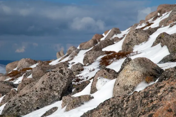 Framed Print : Rock Ptarmigan (Lagopus mutus) adult female, winter plumage, camouflaged on snow amongst boulders on mountain slope Framed Print : Rock Ptarmigan (Lagopus mutus) adult female, winter plumage, camouflaged on snow amongst boulders on mountain slope