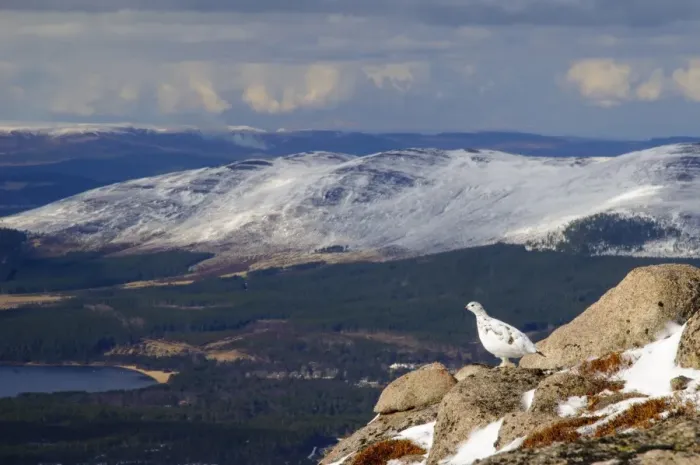 Framed Print : Rock Ptarmigan (Lagopus mutus) adult female, winter plumage, standing on granite outcrop in mountain habitat Framed Print : Rock Ptarmigan (Lagopus mutus) adult female, winter plumage, standing on granite outcrop in mountain habitat