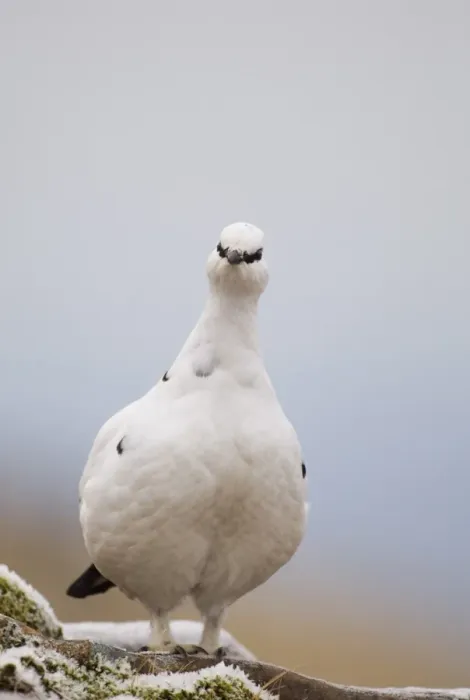 Framed Print : Rock Ptarmigan (Lagopus mutus) adult female, white winter plumage, standing, Cairngorm Mountains, Highlands, Scotland, winter Framed Print : Rock Ptarmigan (Lagopus mutus) adult female, white winter plumage, standing, Cairngorm Mountains, Highlands, Scotland, winter