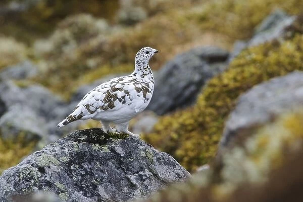 Rock Ptarmigan (Lagopus mutus) adult female, spring transitional plumage, standing on rock high up mountain
