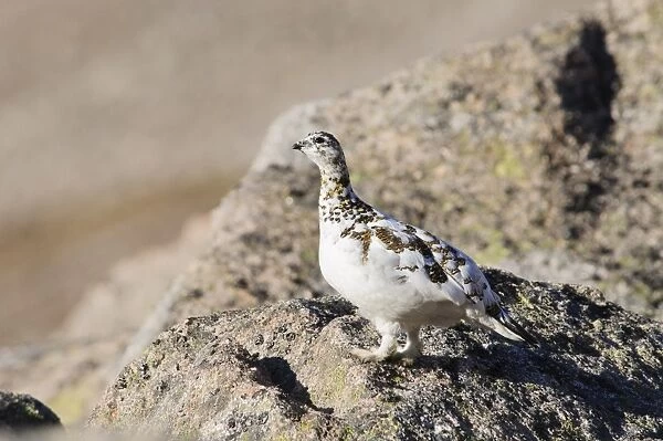 Rock Ptarmigan (Lagopus mutus) adult female, spring transitional plumage, standing on bare rocks near summit of