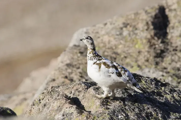 Framed Print : Rock Ptarmigan (Lagopus mutus) adult female, spring transitional plumage, standing on bare rocks near summit of Framed Print : Rock Ptarmigan (Lagopus mutus) adult female, spring transitional plumage, standing on bare rocks near summit of