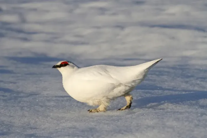 Framed Print : Rock Ptarmigan (Lagopus mutus) adult male, white winter plumage, walking on snow, Barrow, Alaska, U. S. A. june Framed Print : Rock Ptarmigan (Lagopus mutus) adult male, white winter plumage, walking on snow, Barrow, Alaska, U. S. A. june