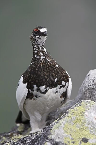 Rock Ptarmigan (Lagopus mutus) adult male, in transitional plumage, standing on rock, Niederhorn, Swiss Alps