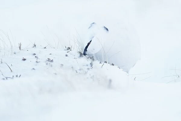 Rock Ptarmigan (Lagopus mutus) adult male, winter plumage, feeding in snow, Cairngorms, Highlands, Scotland, january