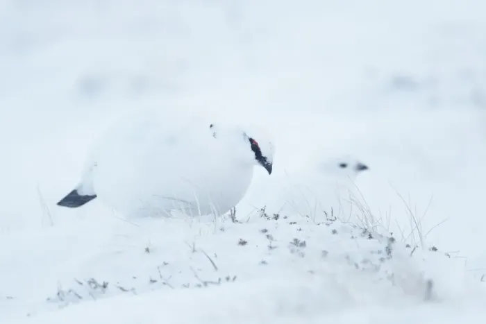 Framed Print : Rock Ptarmigan (Lagopus mutus) adult pair, winter plumage, feeding in snow, Cairngorms, Highlands, Scotland, january Framed Print : Rock Ptarmigan (Lagopus mutus) adult pair, winter plumage, feeding in snow, Cairngorms, Highlands, Scotland, january