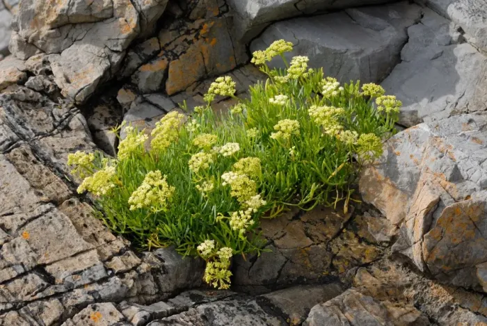 Framed Print : Rock Samphire (Crithmum maritimum) flowering, growing on limestone cliffs, Gower Peninsula, West Glamorgan Framed Print : Rock Samphire (Crithmum maritimum) flowering, growing on limestone cliffs, Gower Peninsula, West Glamorgan