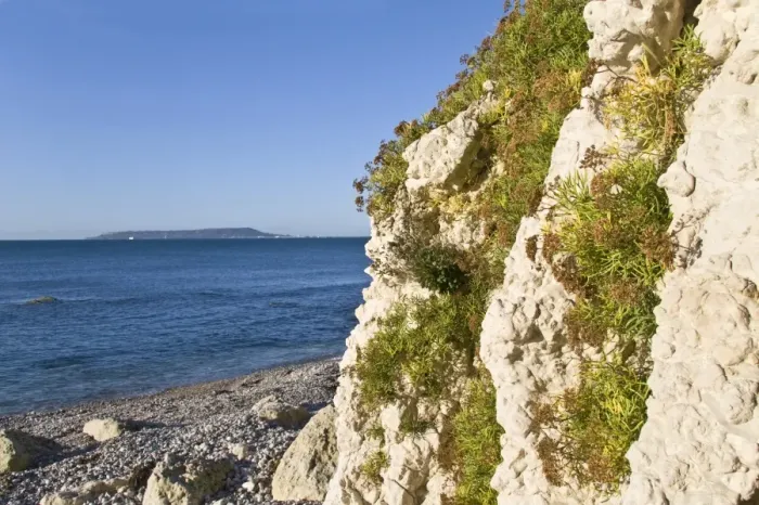 Framed Print : Rock Samphire (Crithmum maritimum) growing on cliff habitat above high tideline, Isle of Portland in distance Framed Print : Rock Samphire (Crithmum maritimum) growing on cliff habitat above high tideline, Isle of Portland in distance