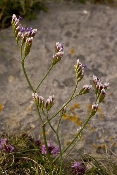 Rock Sea-lavender (Limonium procerum ssp. devoniense) flowering, growing in coastal limestone rocks, Berry Head N. N. R