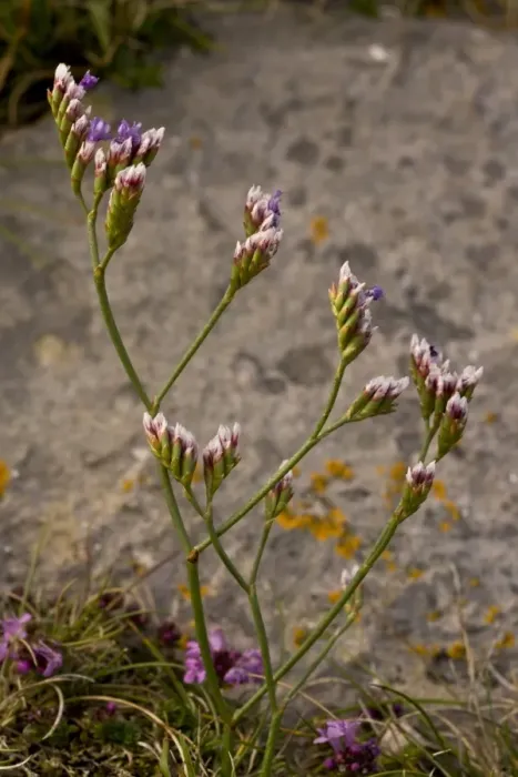 Framed Print : Rock Sea-lavender (Limonium procerum ssp. devoniense) flowering, growing in coastal limestone rocks, Berry Head N. N. R Framed Print : Rock Sea-lavender (Limonium procerum ssp. devoniense) flowering, growing in coastal limestone rocks, Berry Head N. N. R