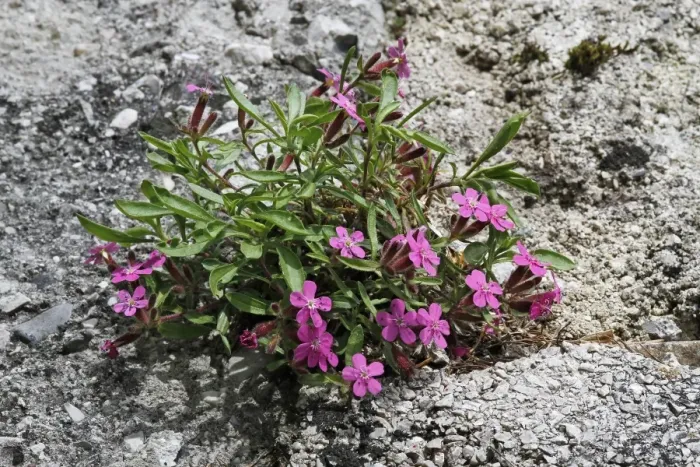Framed Print : Rock Soapwort (Saponaria ocymoides) flowering, growing on roadside verge, Dolomites, Italian Alps, Italy, June Framed Print : Rock Soapwort (Saponaria ocymoides) flowering, growing on roadside verge, Dolomites, Italian Alps, Italy, June