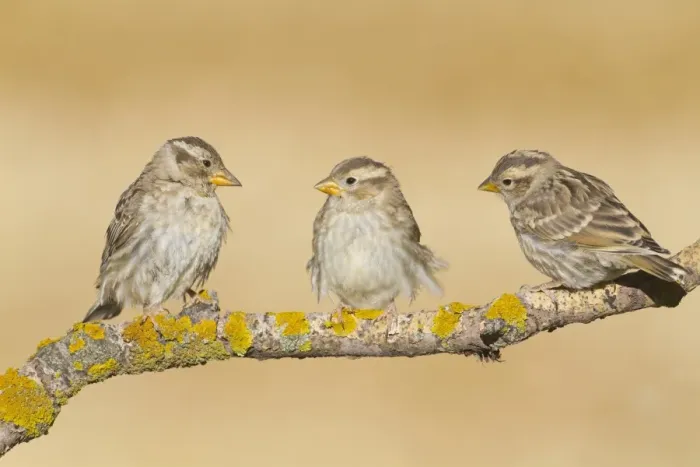 Framed Print : Rock Sparrow (Petronia petronia) adult and two juveniles, perched on twig, Northern Spain, july Framed Print : Rock Sparrow (Petronia petronia) adult and two juveniles, perched on twig, Northern Spain, july