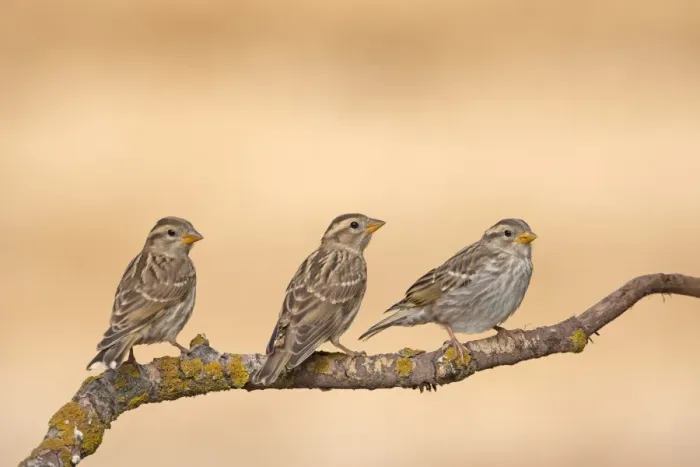Framed Print : Rock Sparrow (Petronia petronia) three juveniles, perched on twig, Northern Spain, july Framed Print : Rock Sparrow (Petronia petronia) three juveniles, perched on twig, Northern Spain, july