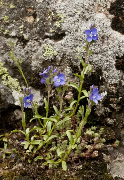 Framed Print : Rock Speedwell (Veronica fruticans) flowering, growing on acid rock, Heas Valley, French Pyrenees, France, June Framed Print : Rock Speedwell (Veronica fruticans) flowering, growing on acid rock, Heas Valley, French Pyrenees, France, June